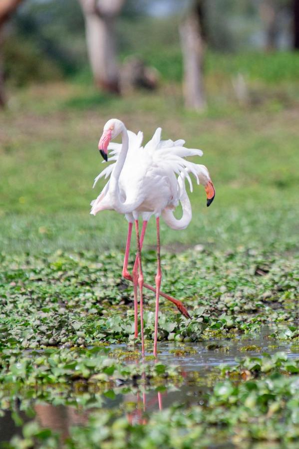 Lake Naivasha Crescent Camp Екстериор снимка