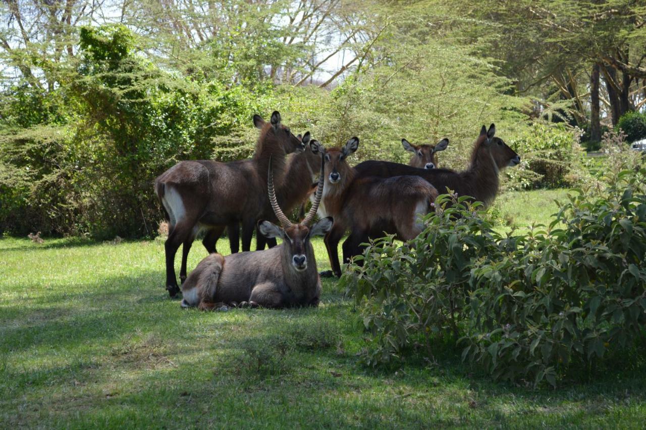 Lake Naivasha Crescent Camp Екстериор снимка