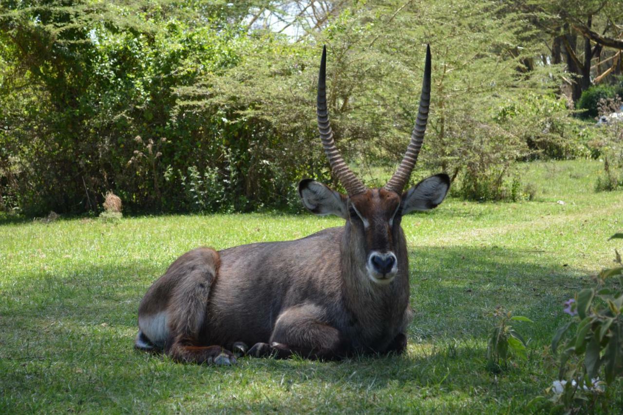 Lake Naivasha Crescent Camp Екстериор снимка